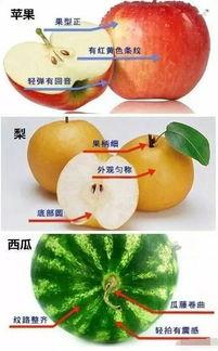 吃瓜买水果的视频大全集,跟随吃瓜达人解锁视频大全集美味之旅