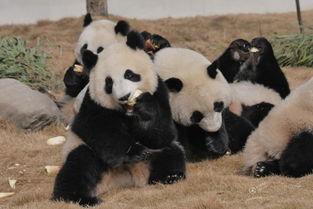 吃瓜熊猫人视频在线观看,揭秘网络热门视频背后的故事