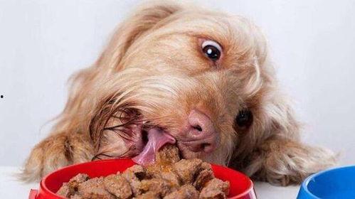 狗狗吃小蓝瓜好吗视频,狗狗食用小蓝瓜的安全性探讨