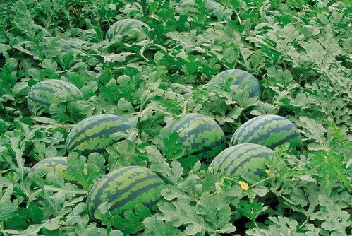 锦绣山河吃瓜视频大全,吃瓜视频大全盘点