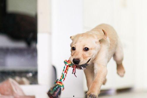 喂狗吃瓜菜皮的视频大全,狗狗美食视频大全回顾