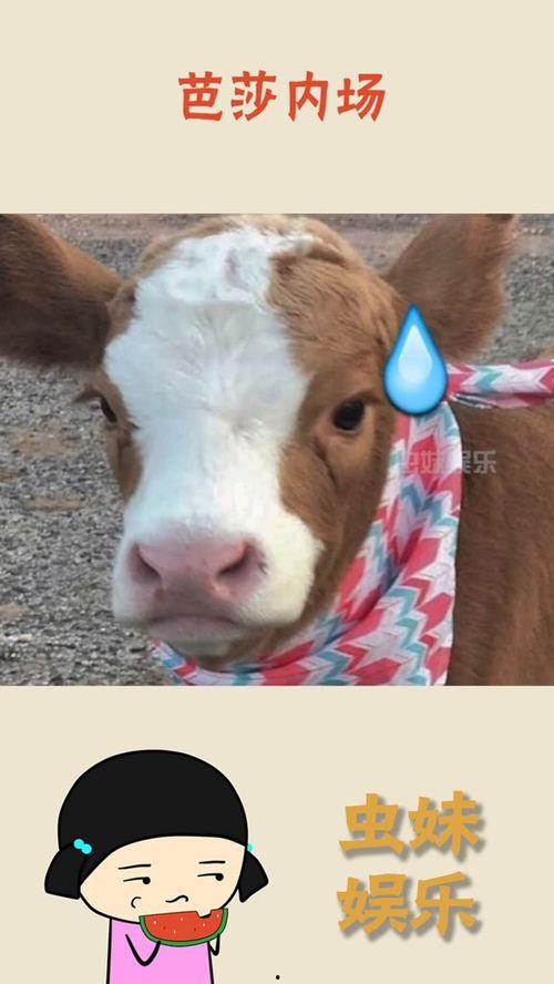 抖音吃瓜的搞笑视频大全,笑料横飞，欢乐无限