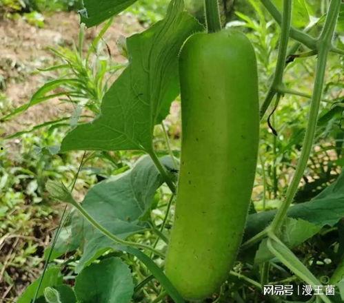 夜晚吃瓜视频大全,揭秘热门夜晚吃瓜视频大全