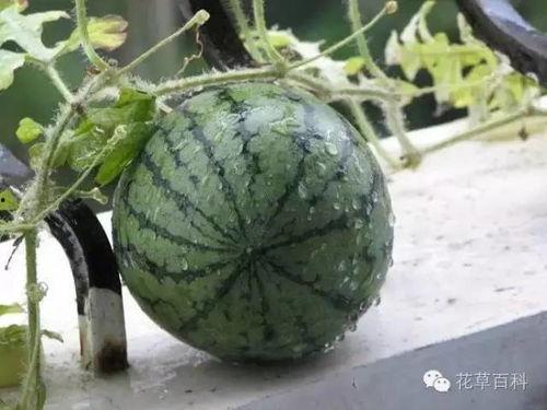 长垣扔垃圾吃瓜视频,一场引发热议的环保风波